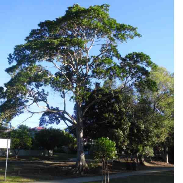 blue-quandong-seeds-2 a blue quandong tree in a park setting
