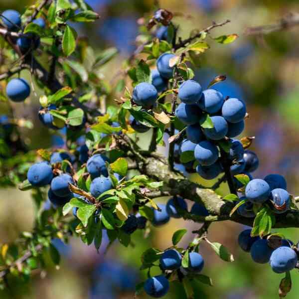 blue-quandong-seeds a branch laden with ripe blue quandong seeds