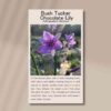 chocolate-lily-front