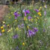 chocolate-lily-seeds-1