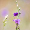 chocolate-lily-seeds-2