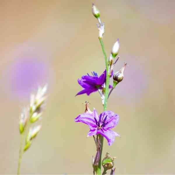 chocolate-lily-seeds-2 chocolate-lily-seeds-2