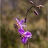 chocolate-lily-seeds-3