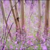 chocolate-lily-seeds-4