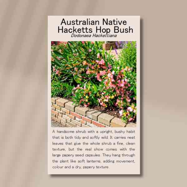 hacketts hop bush-seed-front hacketts hop bush-seed-front