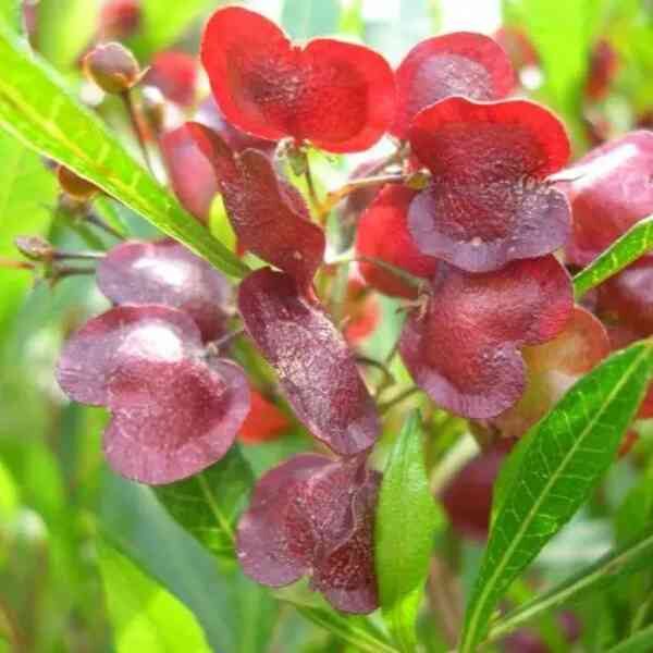 perth-hop-bush-seeds-1 perth-hop-bush-seeds-1