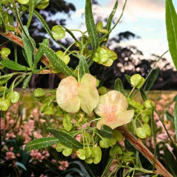 perth-hop-bush-seeds-2 perth-hop-bush-seeds-2