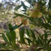 perth-hop-bush-seeds-3