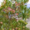perth-hop-bush-seeds-4