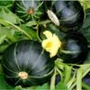 pumpkin-buttercup-seeds-1