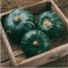 pumpkin-buttercup-seeds