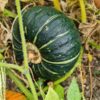 pumpkin-buttercup-seeds-2