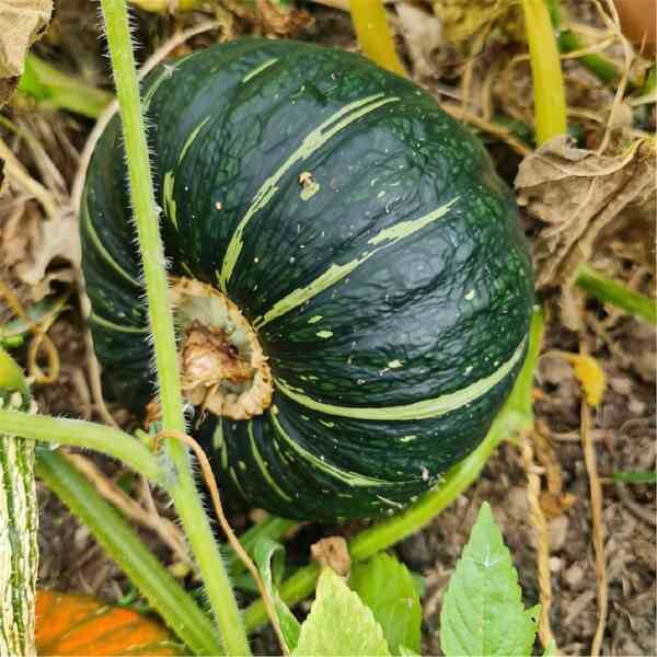 pumpkin-buttercup-seeds-2 pumpkin-buttercup-seeds-2