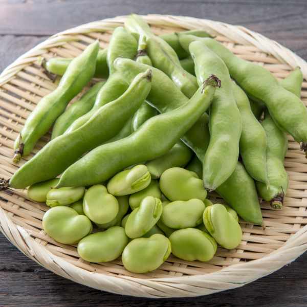 bean aquadulce seeds