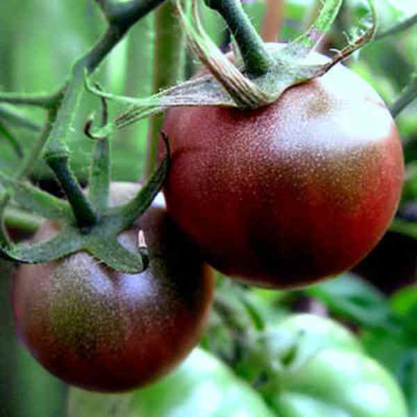 black russian tomato seeds