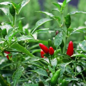 Chilli Thai Birds Eye