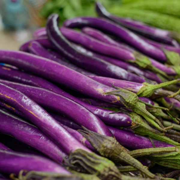 eggplant ping tung long seeds