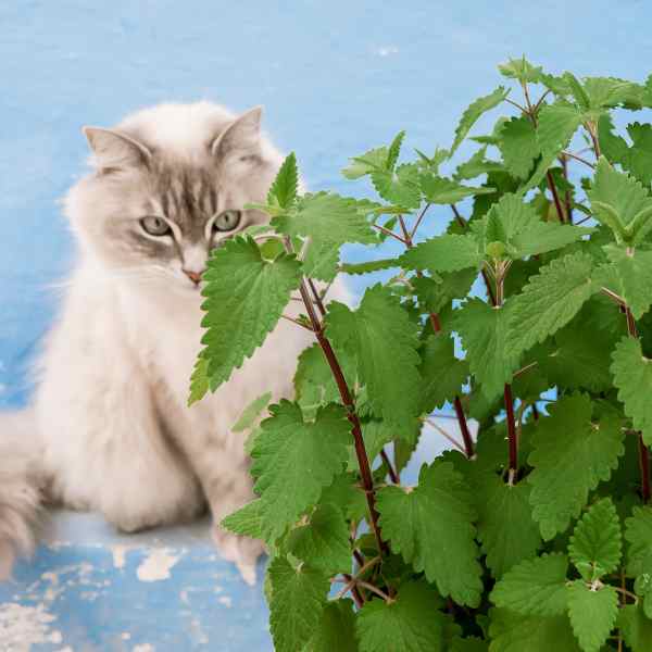 herb catnip seeds 2