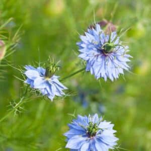 Nigella Miss Jekyll Blue