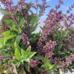 Basil Anise