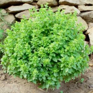 Basil Greek
