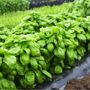Basil Lettuce Leaf