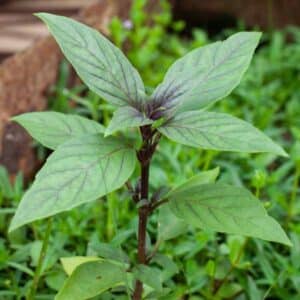 Basil Thai Queenette