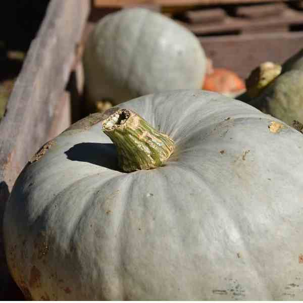 pumpkin jarrahdale seeds 3
