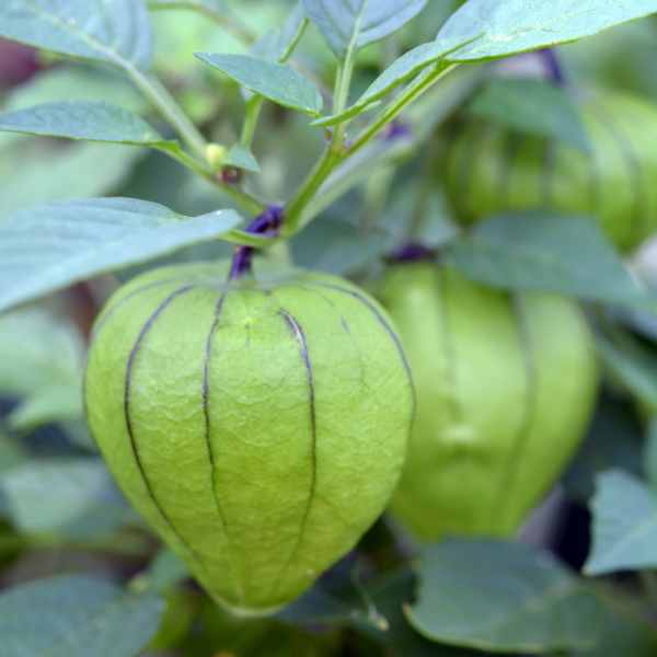 tomatillo verde puebla seeds