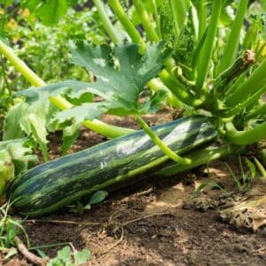 Zucchini Cocozelle di Tripoli