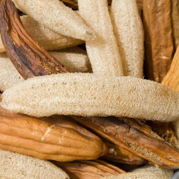 vegetable luffa seed seed