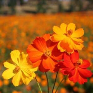 Cosmos Bright Lights Mix