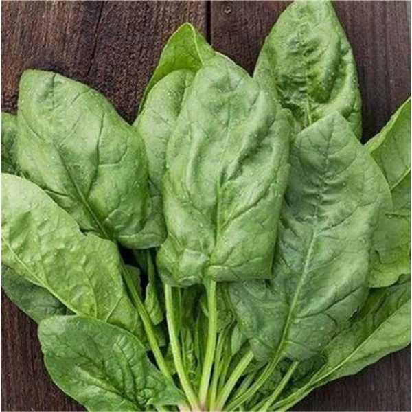 monstreux de viroflay seeds