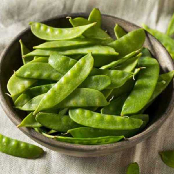 snow pea mammoth melting seeds