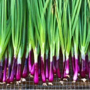 Bunching Onion Red Beard