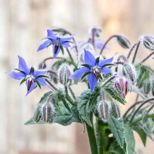 herb borage seeds