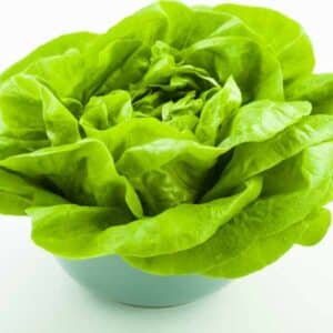 lettuce buttercrunch