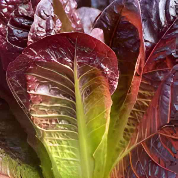 lettuce rouge d hiver seeds 6