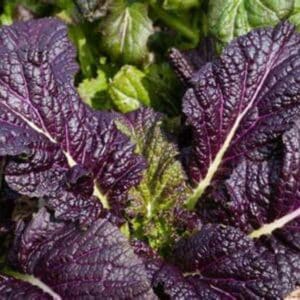 Mustard Green Osaka Purple