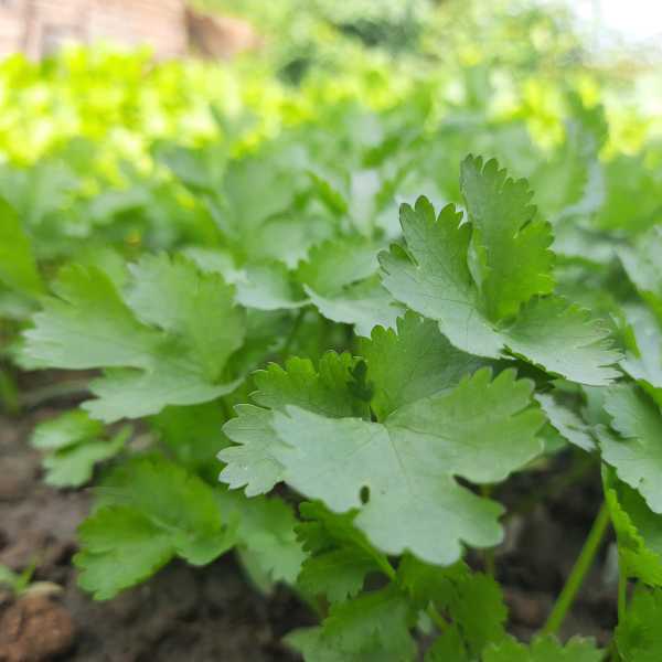 coriander slow bolt seeds 3