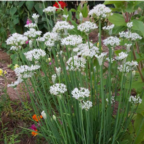 herb garlic chives seeds 1