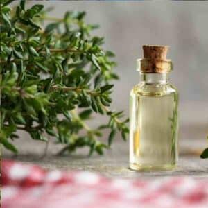 Thyme