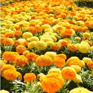 Marigold African Crackerjack