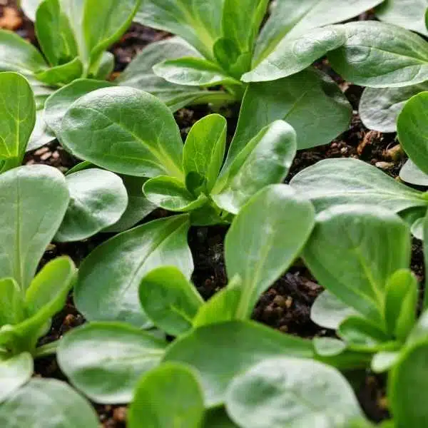 lambs lettuce seeds