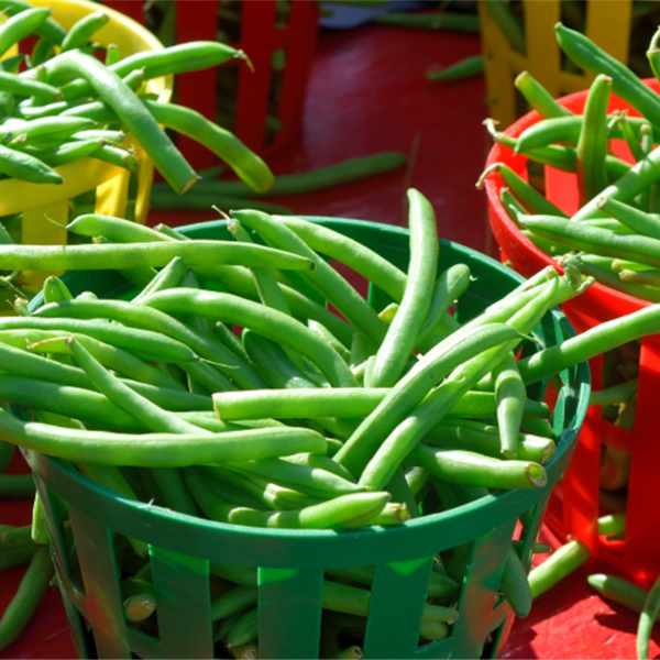 bush bean gourmet delight seed