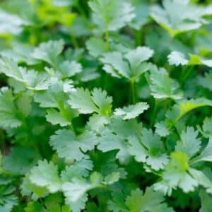 Coriander Moroccan