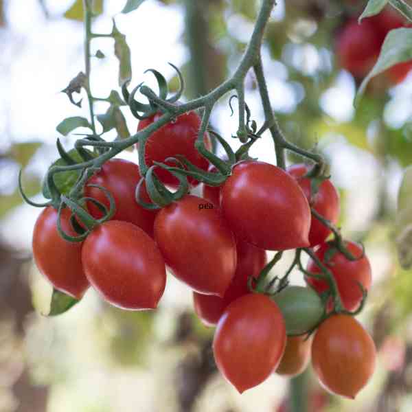 cherry tomato thai pink egg seeds 1