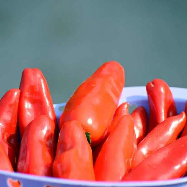 chilli anaheim seeds