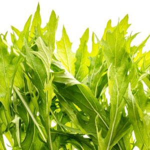 Mizuna Green Streak