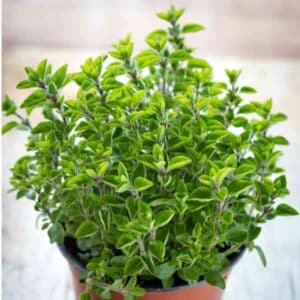 Oregano Greek